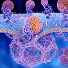 Organ rejection after vaccine, Further evidence on the Th17