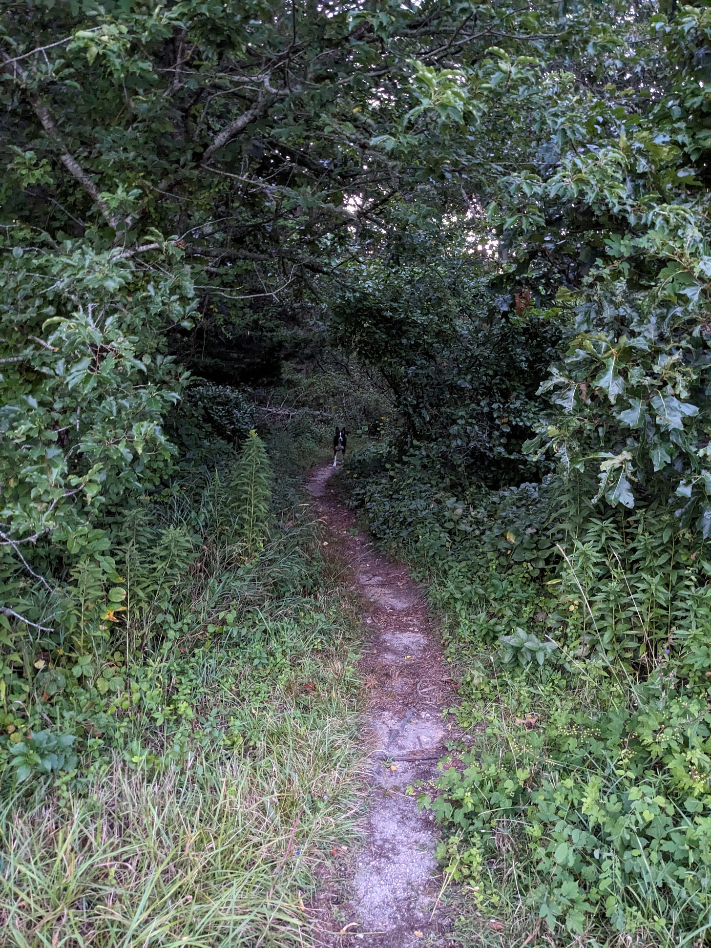 Dog standing inside woods where trail leads