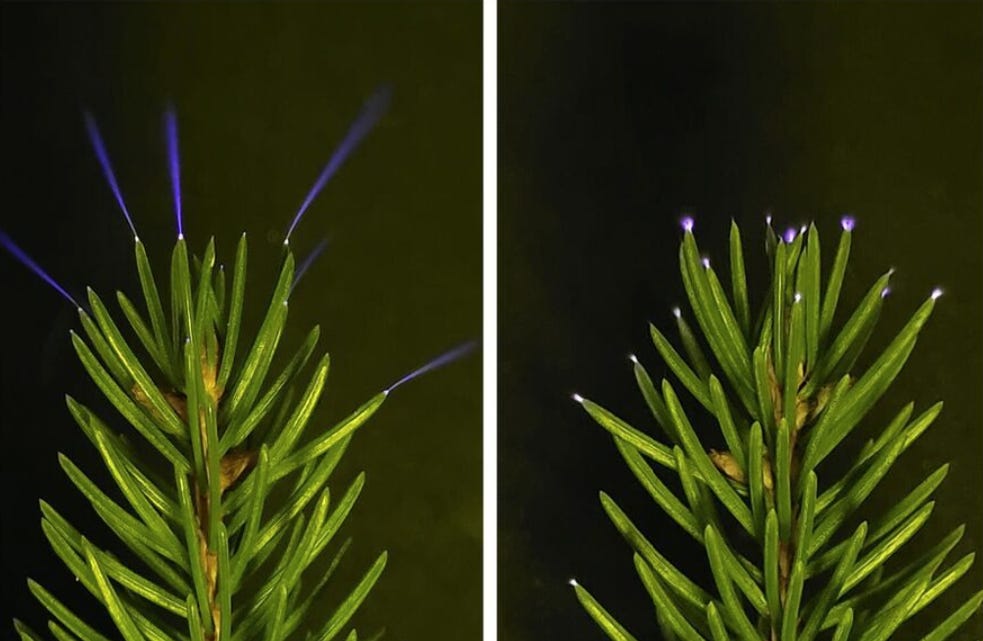 Trees Glow. Fireballs Surge. The Brain Goes Quiet.