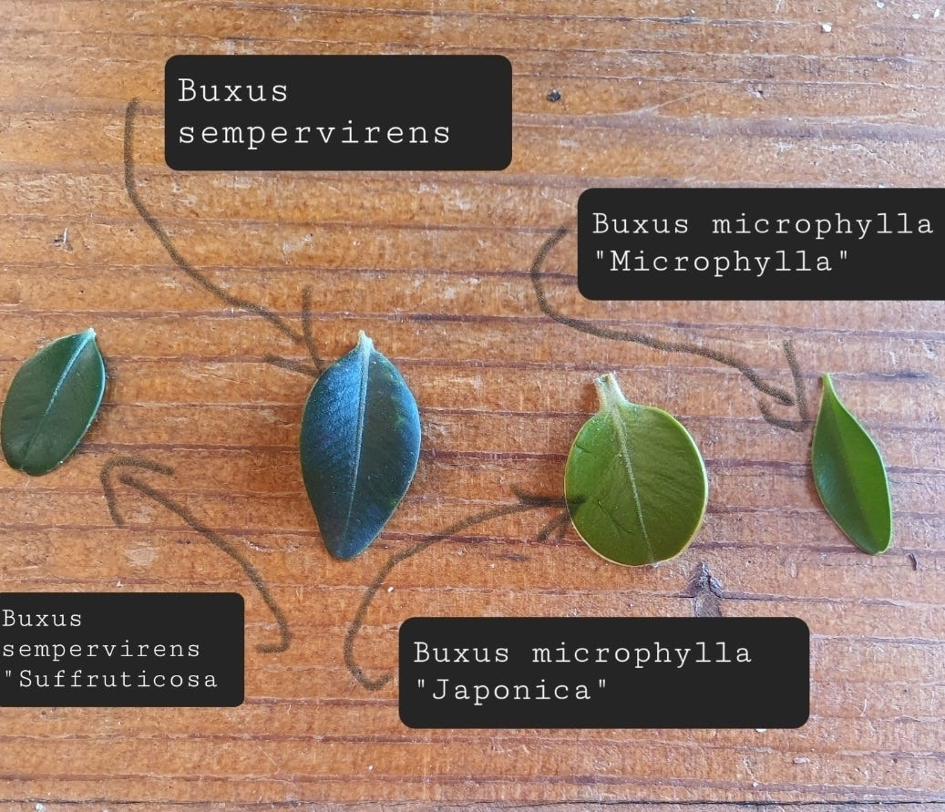 Growing Guide for Buxus Species - by Glenice Buck Designs