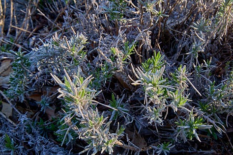 various morning shots of perennial herbs coming up in spring