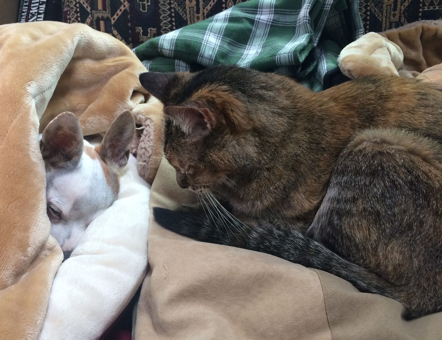 Willow spends time resting with L.P., a little dog friend who is curled up in some blankets. Willow spends time resting with L.P., a little dog friend who is curled up in some blankets.