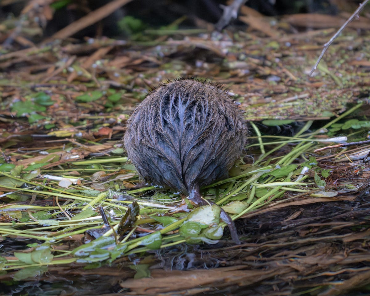 The back of a round, rat-like rodent sitting on a raft of vegetation in a stream