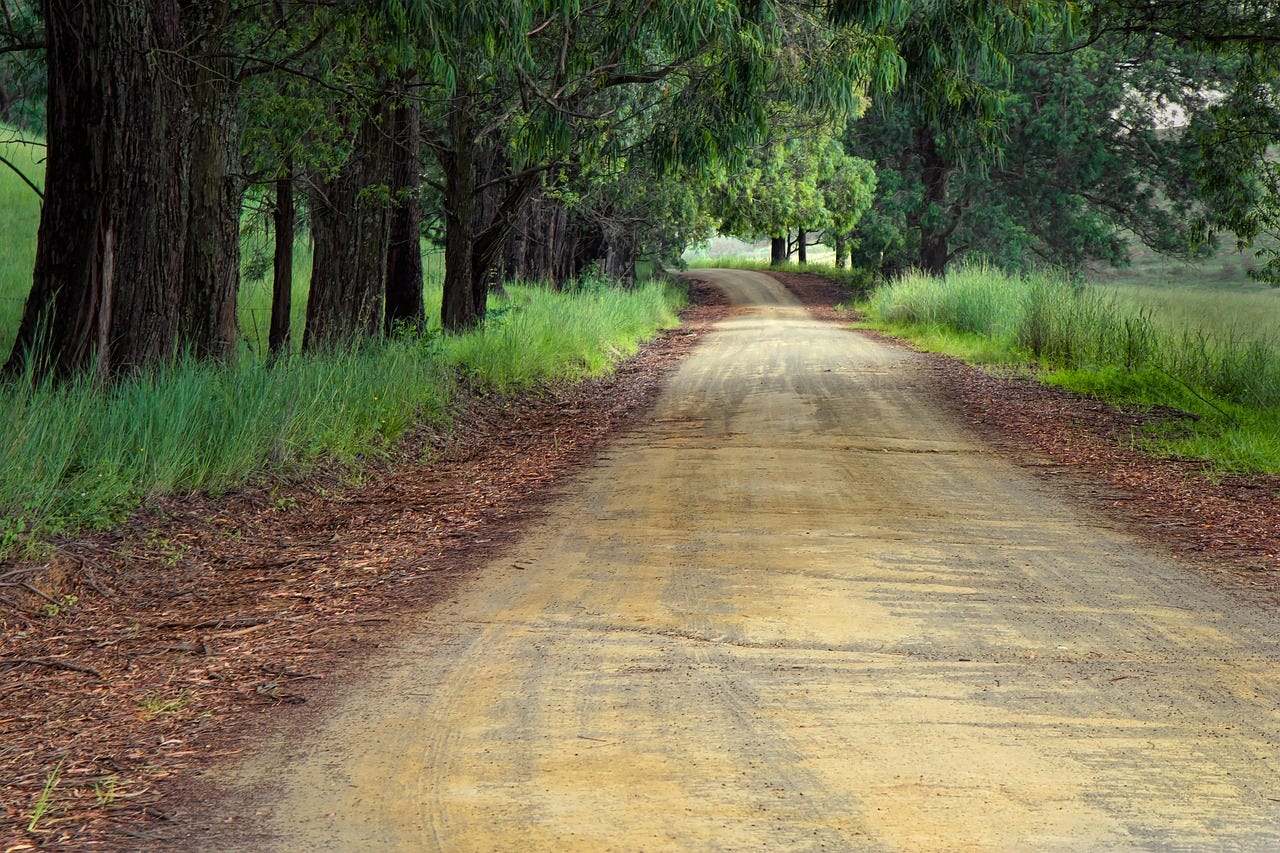 A road through woods