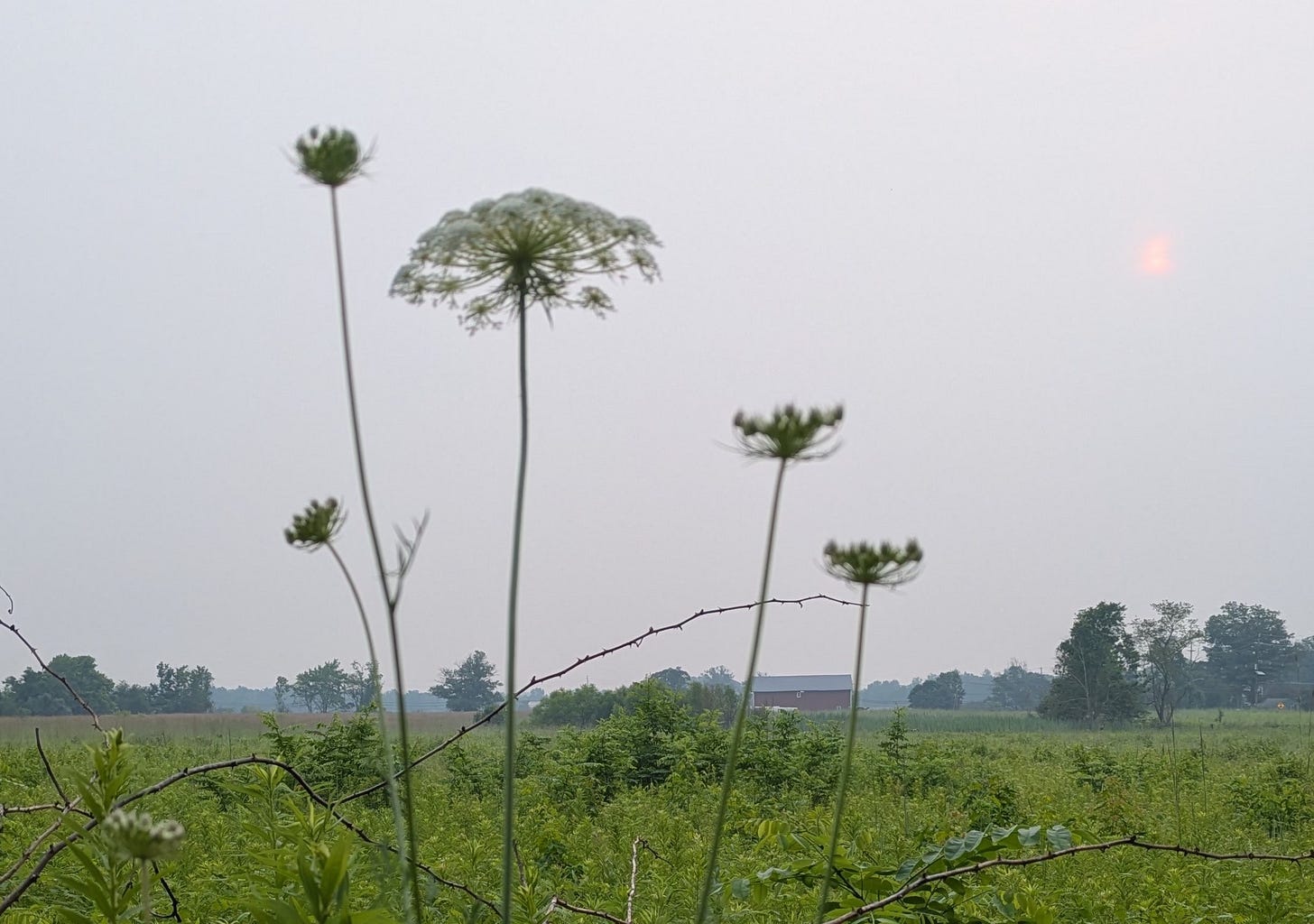 5 Queen Anne's Lace blooms are silhouetted against the sky.