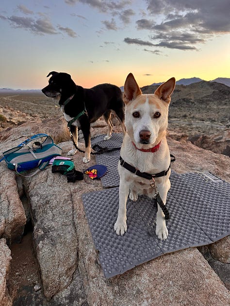 Desert landscapes, petroglyphs, cactus flower, campsite, and dogs