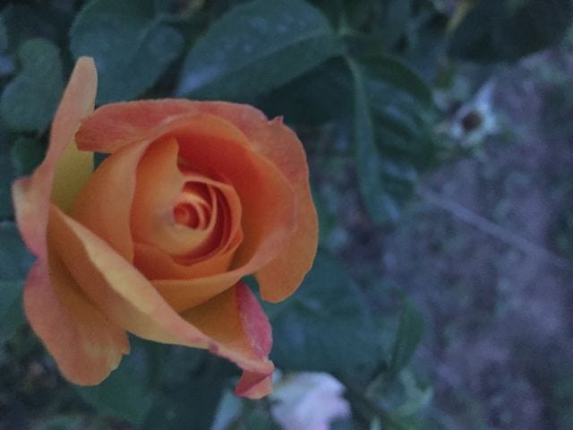 A close up of an orange rose