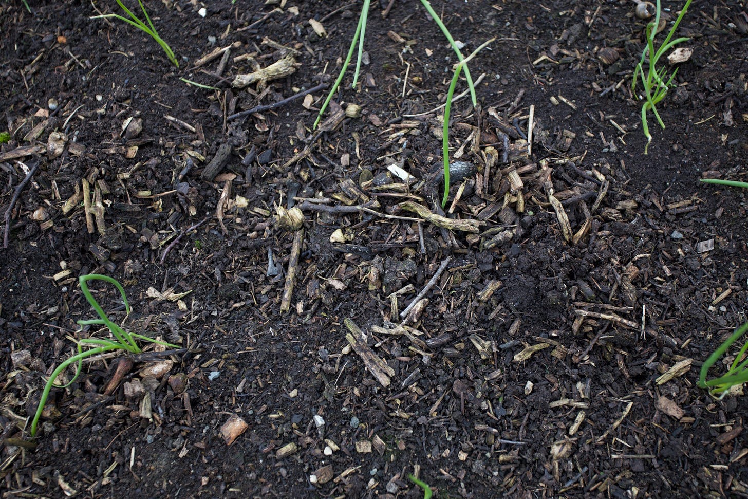 Spring onions were 8 per clump! Massacred by Allium leaf miner.