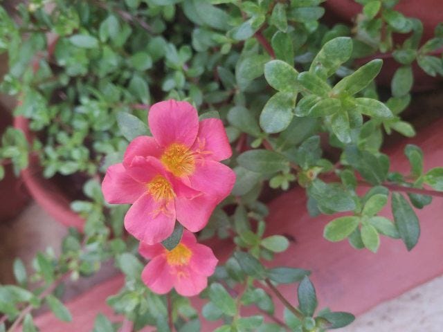 Three pink flowers with yellow centres in a bush. Three pink flowers with yellow centres in a bush.