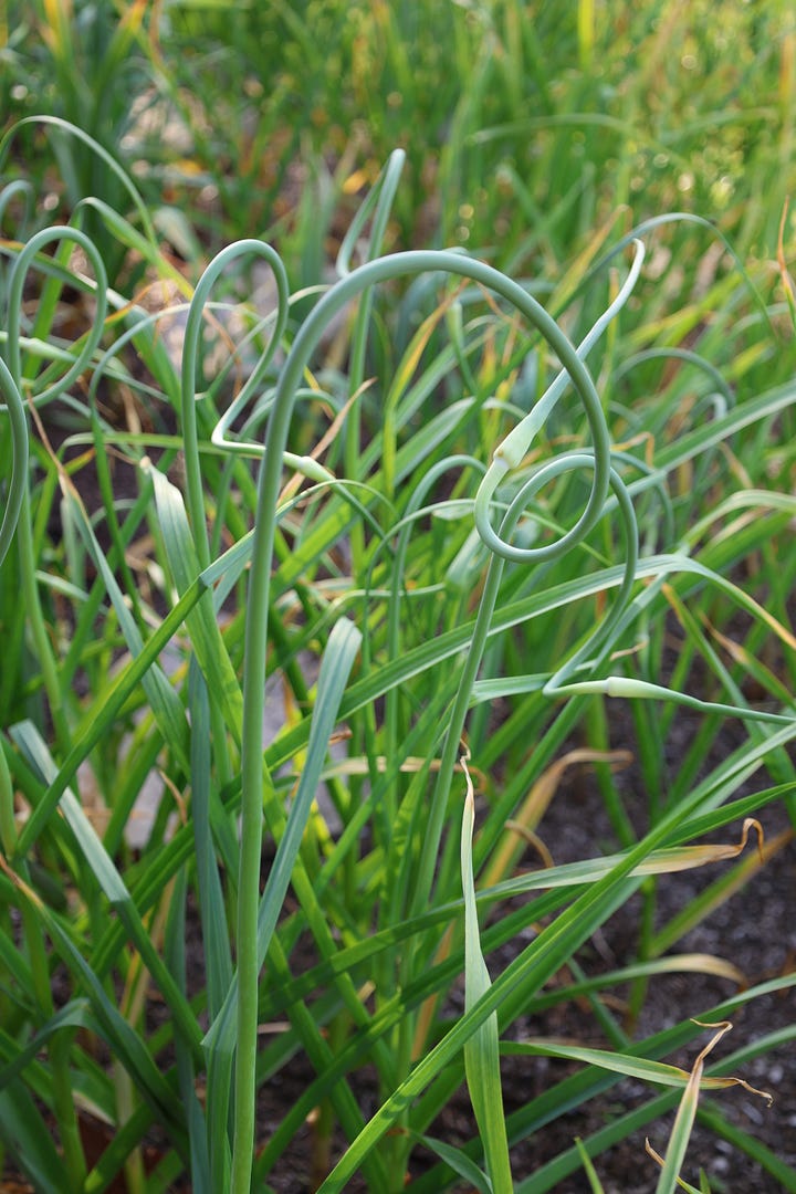 garlic plants with curly scapes as the main stem