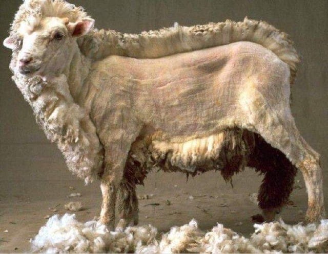 r/awwwtf - This half shaved sheep