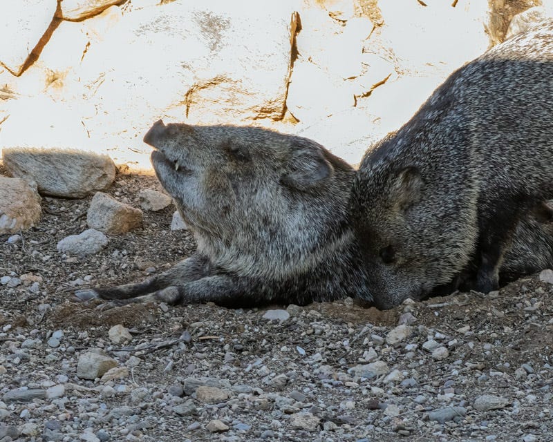 20251207-MBYJavelina-48-Edit.jpg 20251207-MBYJavelina-48-Edit.jpg