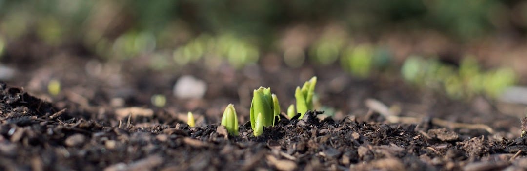 Seedlings sprout from the freshly tilled earth.