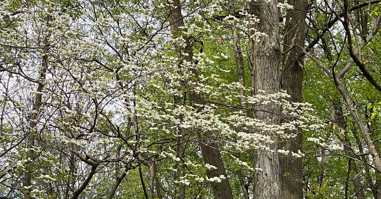 Dogwood tree in bloom.