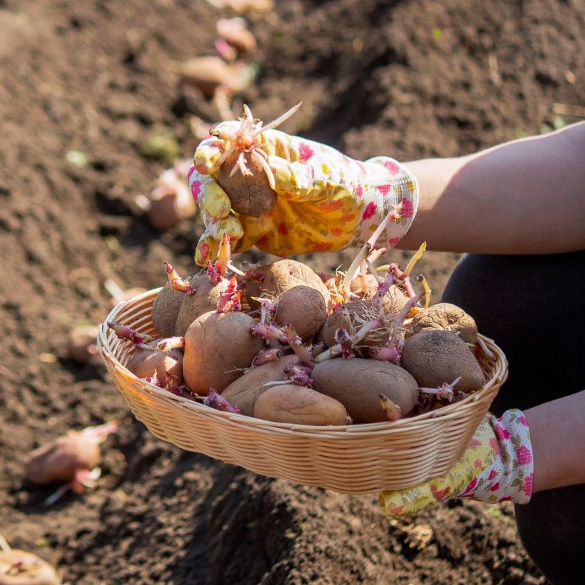 Das Bild zeigt Kartoffel-Setzlinge in einem Weidenkorb, die von einer Person mit bunten Gartenhandschuhen gehalten werden. Die Kartoffeln haben bereits lange Triebe entwickelt und werden auf einem vorbereiteten Acker ausgelegt. Das kühle Klima in Schottland sorgt zusammen mit der isolierten Lage für nahezu virusfreies Pflanzgut. Das Bild zeigt Kartoffel-Setzlinge in einem Weidenkorb, die von einer Person mit bunten Gartenhandschuhen gehalten werden. Die Kartoffeln haben bereits lange Triebe entwickelt und werden auf einem vorbereiteten Acker ausgelegt. Das kühle Klima in Schottland sorgt zusammen mit der isolierten Lage für nahezu virusfreies Pflanzgut.
