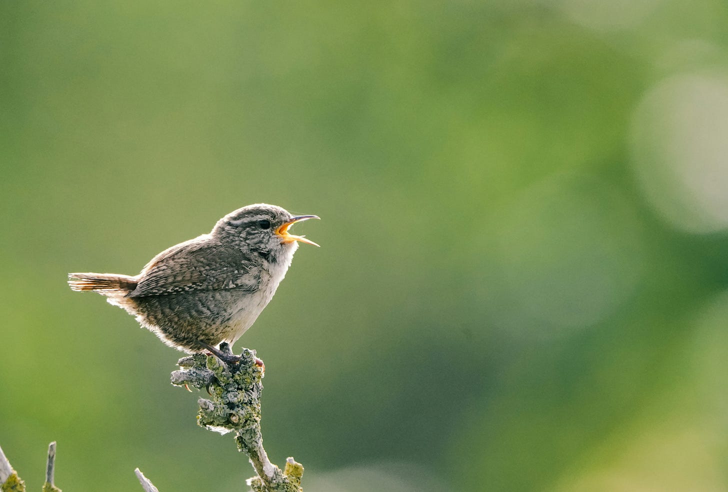 A small gray bird perched on a branch singing.