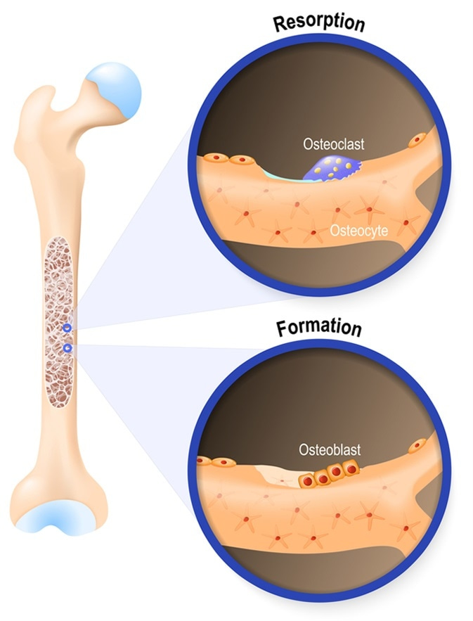What are Osteoblasts?