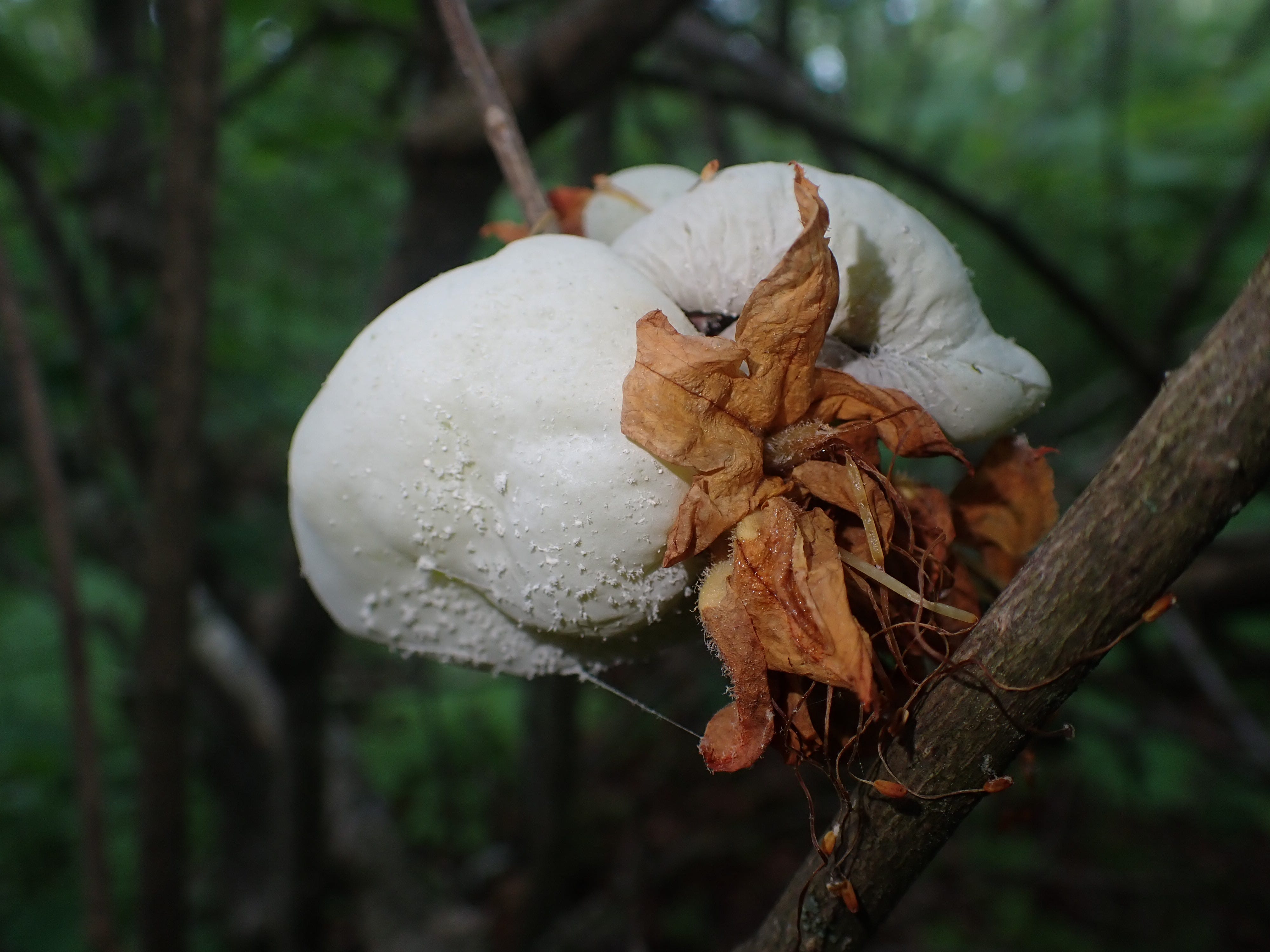 Mushroom Monday | Aubrey Carter | Substack