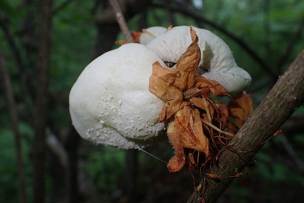 Mushroom Monday | Aubrey Carter | Substack