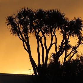 Tī Kōuka: The Cabbage Tree (4 minute read)