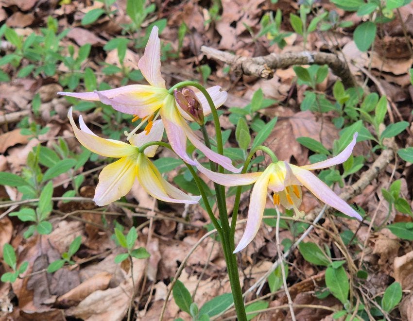 Erythronium Joanna at Veddw Garden