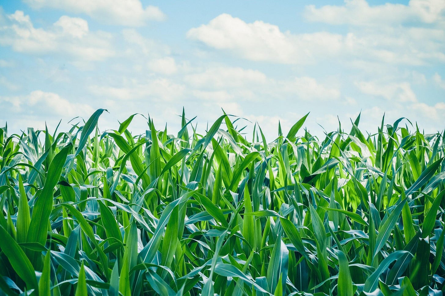 Gene-edited soil bacteria could provide third source of nitrogen for corn  production