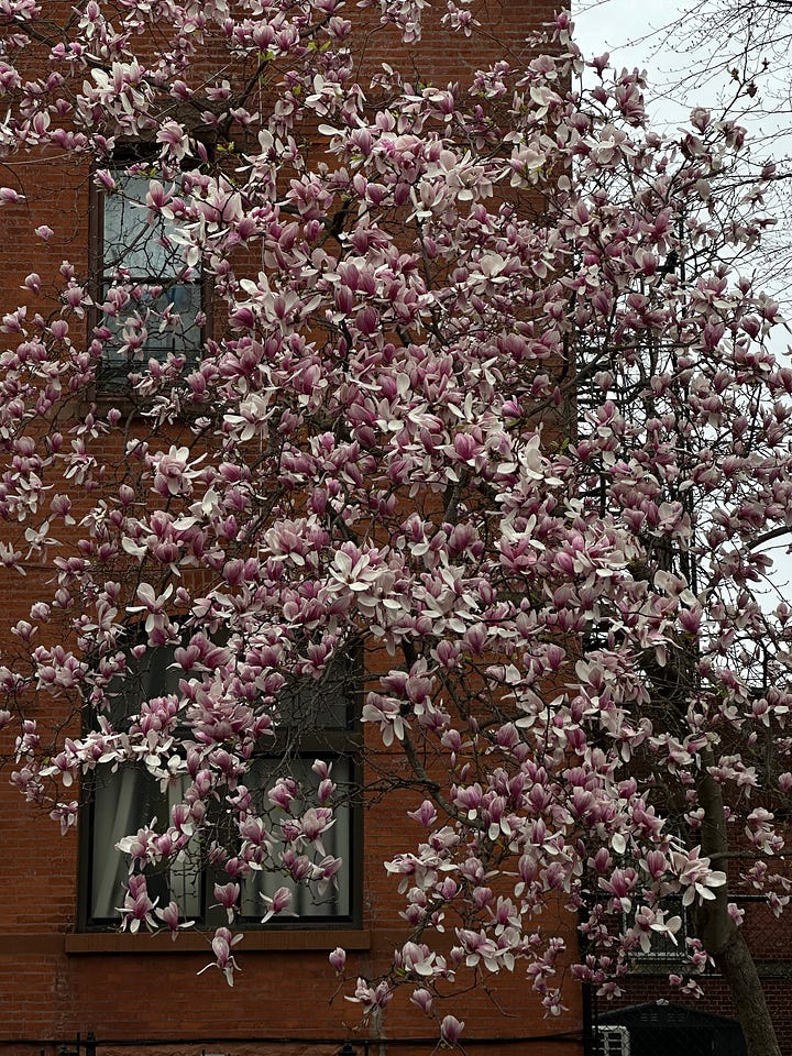 spring in Brooklyn