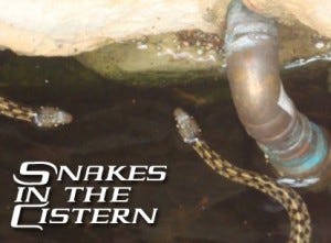 snakes-300x221