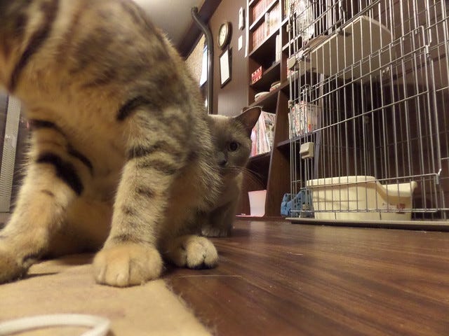 Cat Cafe Nanny Cat Cafe Nanny