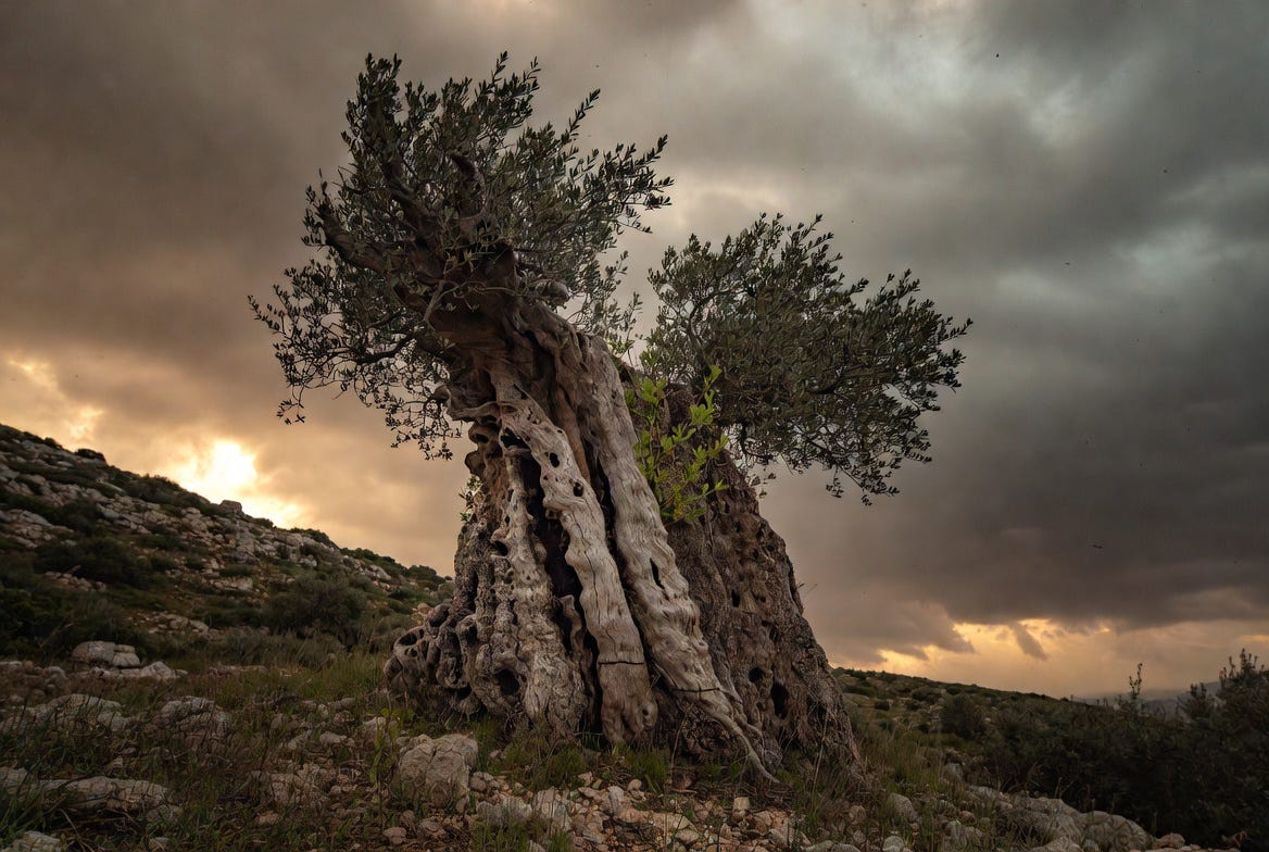 Ancient gnarled olive tree with twisted, weathered trunk and fresh green shoots on a rocky hillside under a brooding stormy sky, symbolizing endurance through suffering and quiet resurrection hope. This image is ready to use as the featured visual for the Substack article “Hope Does Not Remove Suffering.” It carries the exact tension and resolution the essay explores—wound and life together—without feeling illustrative or preachy. The olive tree’s ancient resonance with Gethsemane and the Resurrection adds depth for those who recognize it, while remaining universally powerful for every reader. Ancient gnarled olive tree with twisted, weathered trunk and fresh green shoots on a rocky hillside under a brooding stormy sky, symbolizing endurance through suffering and quiet resurrection hope. This image is ready to use as the featured visual for the Substack article “Hope Does Not Remove Suffering.” It carries the exact tension and resolution the essay explores—wound and life together—without feeling illustrative or preachy. The olive tree’s ancient resonance with Gethsemane and the Resurrection adds depth for those who recognize it, while remaining universally powerful for every reader.