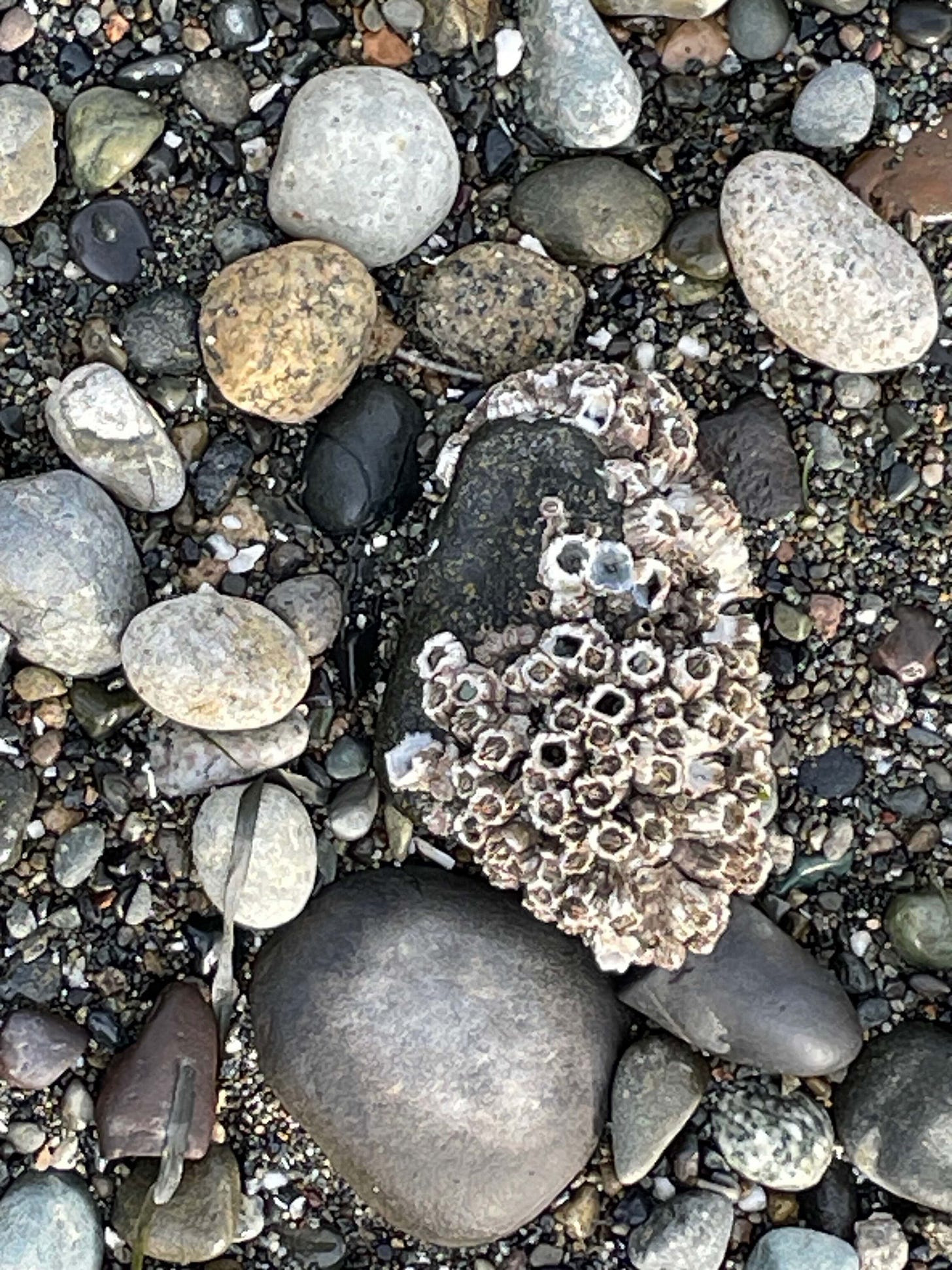 photo of beach pebbles by Sabrina Simpson