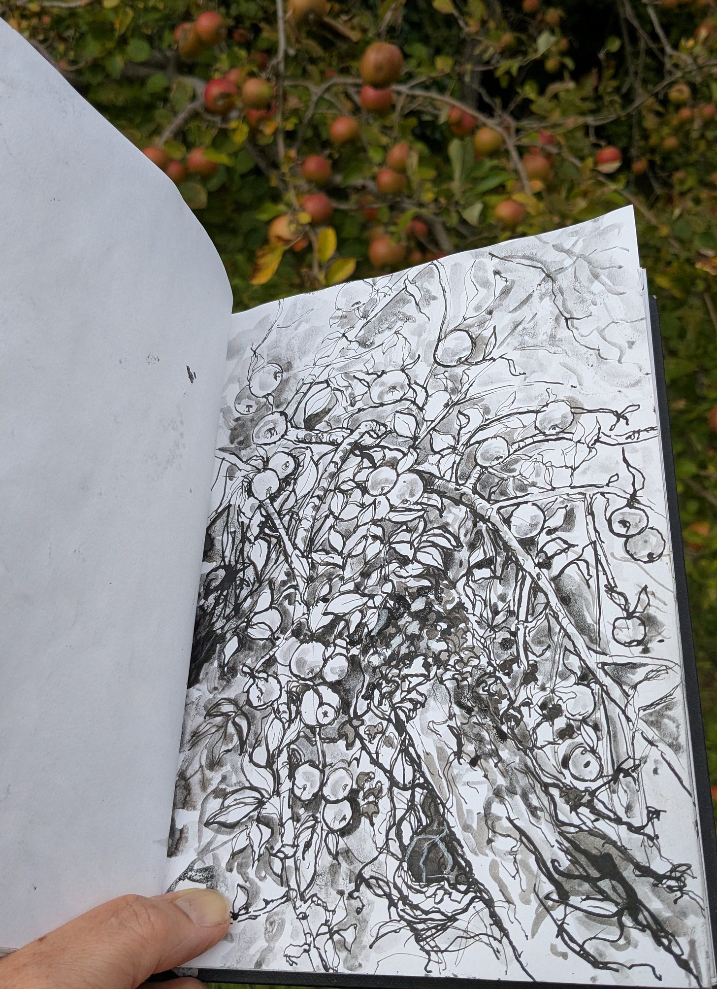Pen and ink drawing of an apple tree in September Pen and ink drawing of an apple tree in September