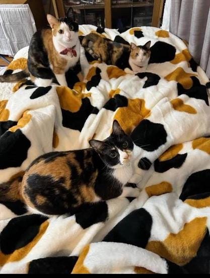 Three cats all white tan and black markings on a bed and duvet with almost identical patterns