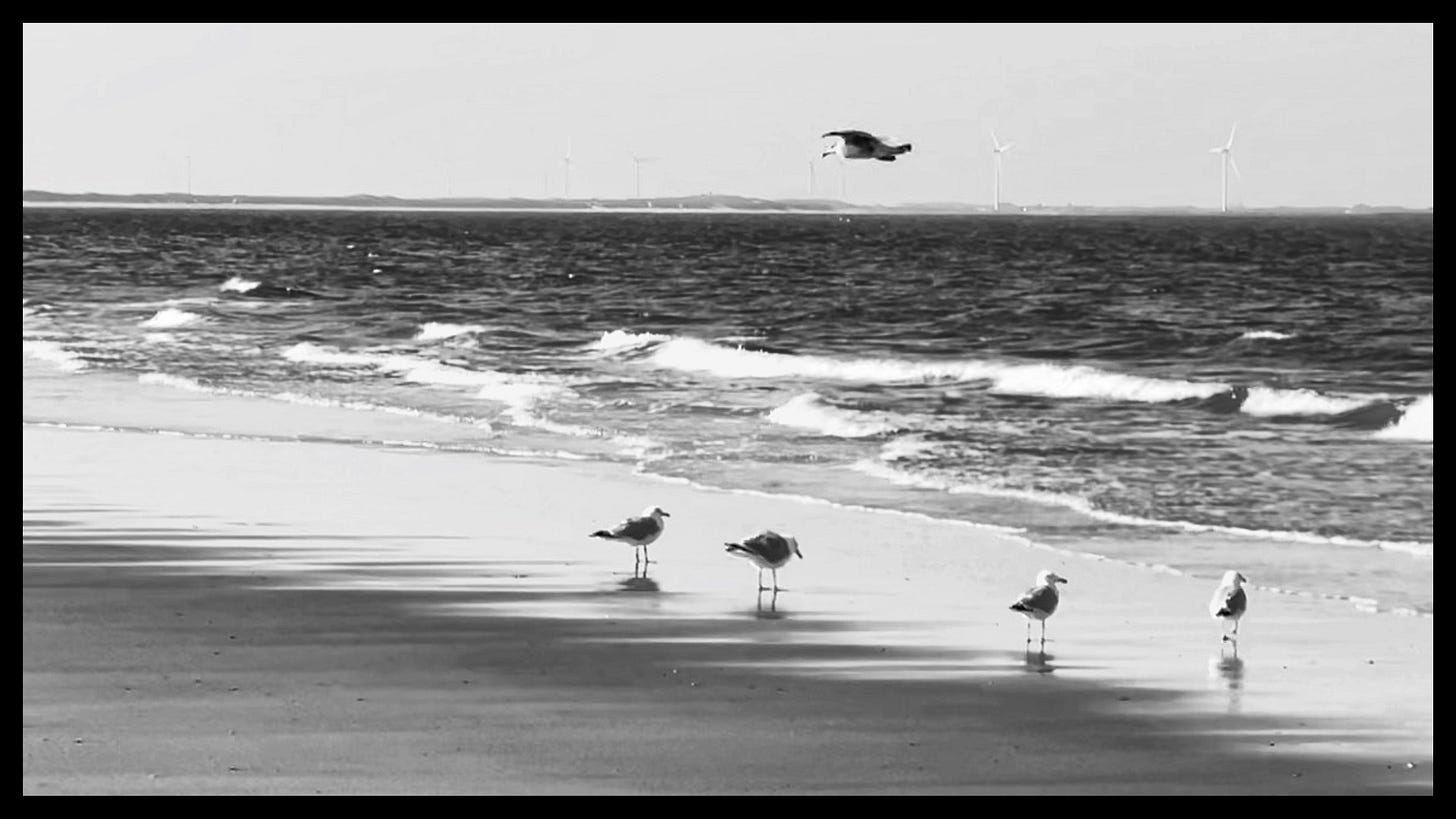 Lesser black-backed gulls, mantelmeeuwen, on the beach of Schouwen-Duiveland, Zeeland, photo: Alexander Verbeek