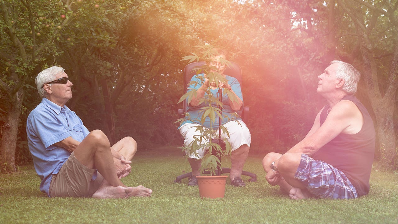 Legal Marijuana Leads to More Hospital Trips for Older Adults | MedPage Today Legal Marijuana Leads to More Hospital Trips for Older Adults | MedPage Today