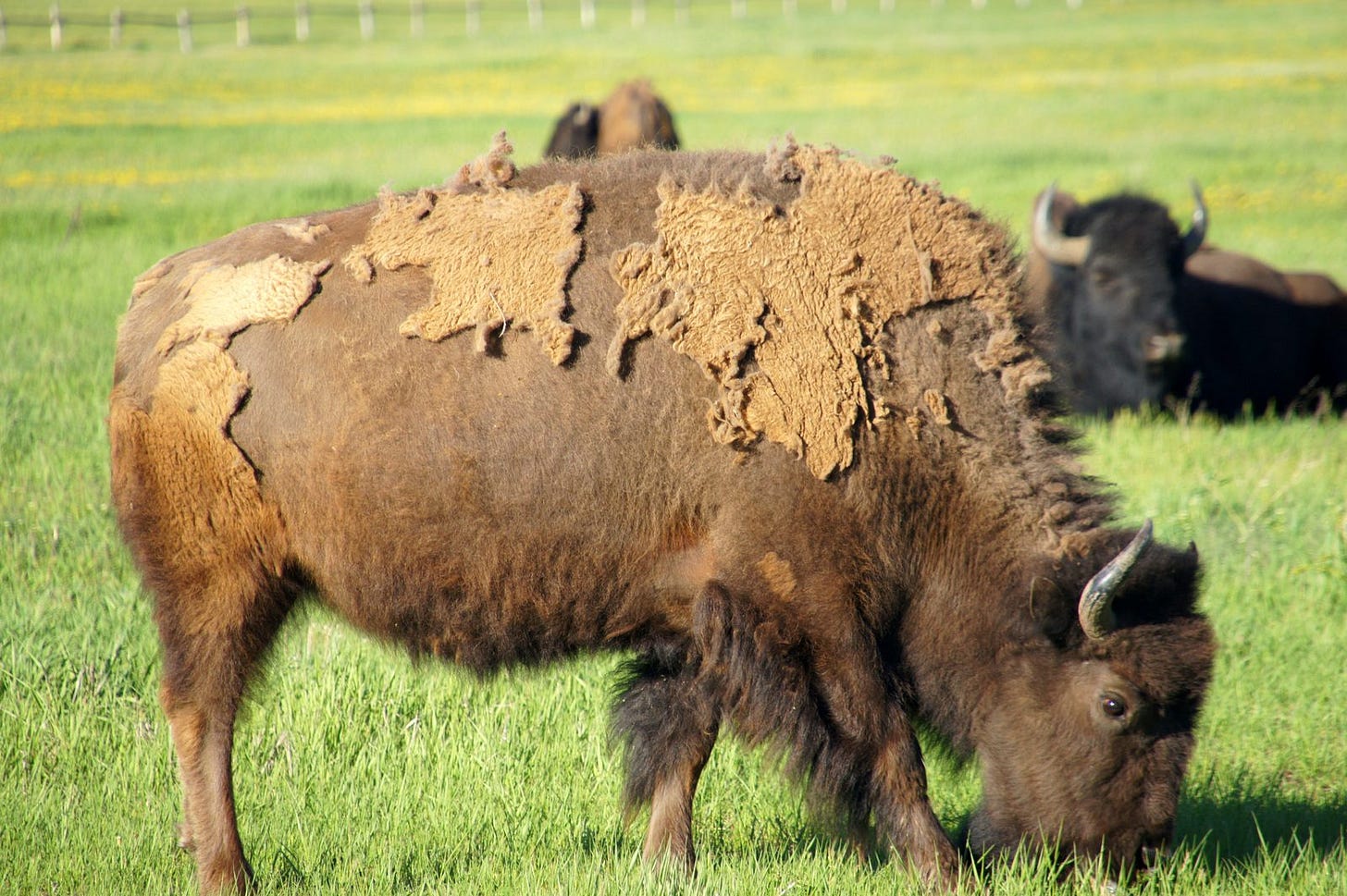 A big ol' bison munching away in the fields. A big ol' bison munching away in the fields.