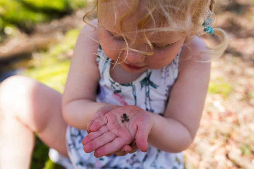 releasing froglets with kids
