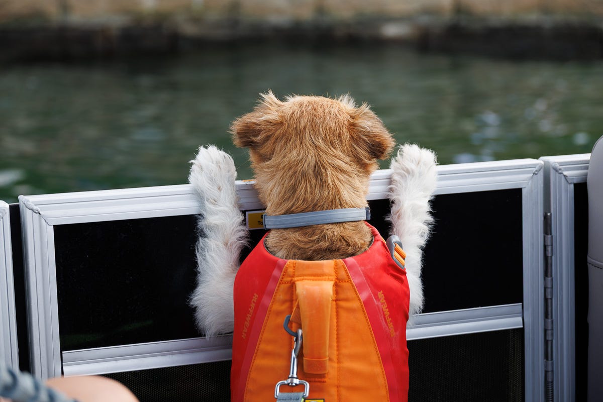 Small brown and white dog in a red life jacket peering over the edge of a boat onto the water