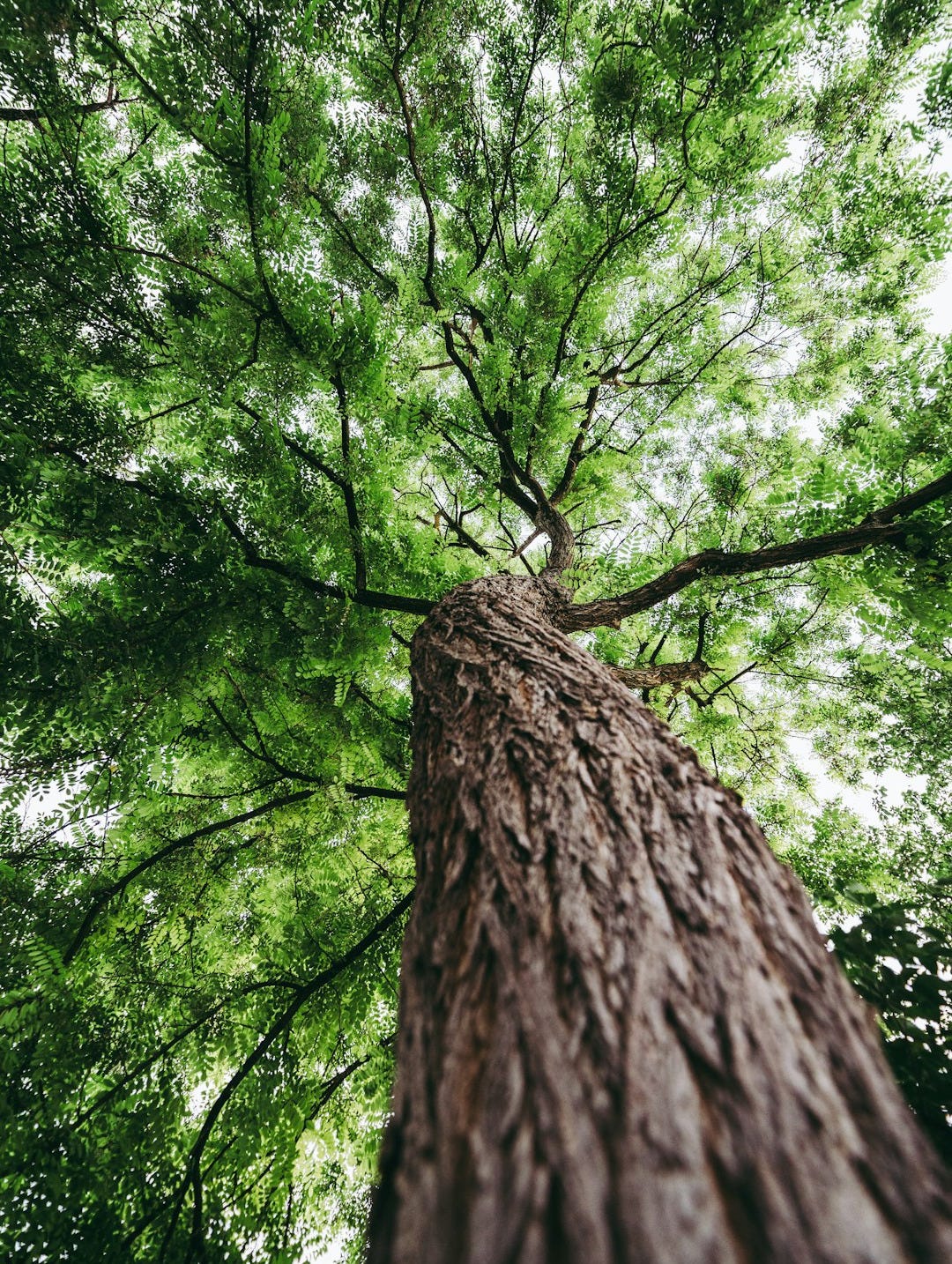green leafed tree
