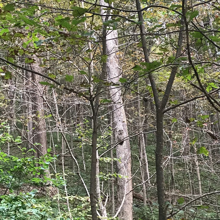 An owl, a deer, curled up rattler, random snake, and a turtle