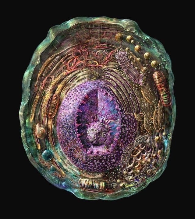 The most detailed representation of a human cell to date, obtained from  radiography, nuclear magnetic resonance and cryoelectronic microscopy. :  r/interestingasfuck