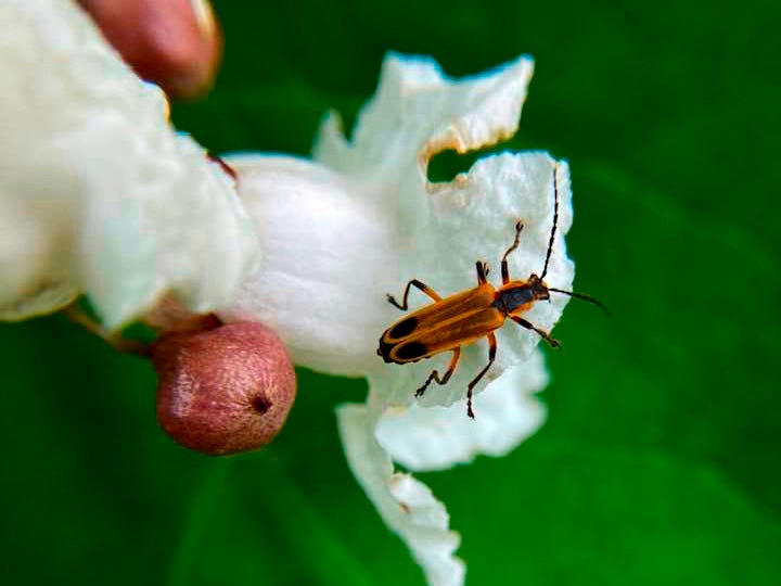 Insect on a white flower with a green background.