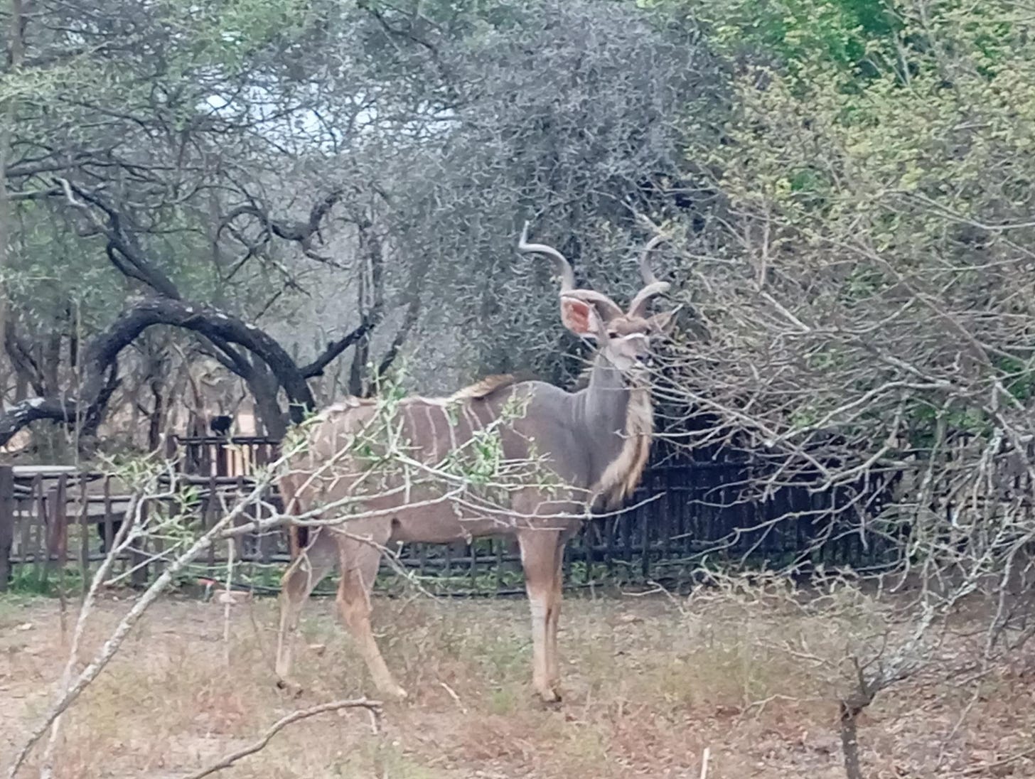 thats a kudu