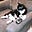 ChillCat's avatar