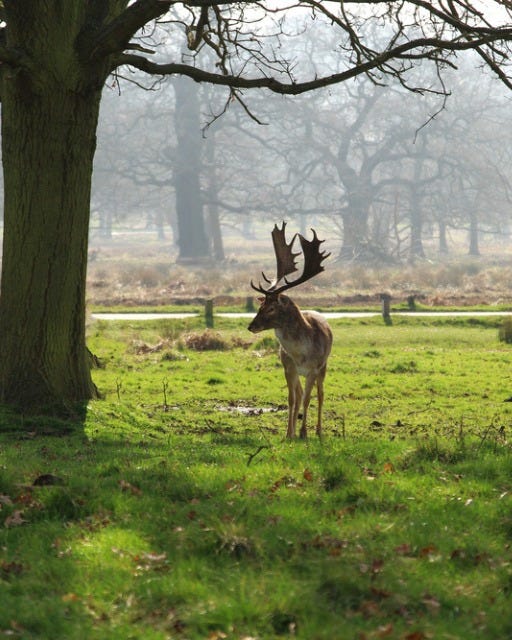 May be an image of deer