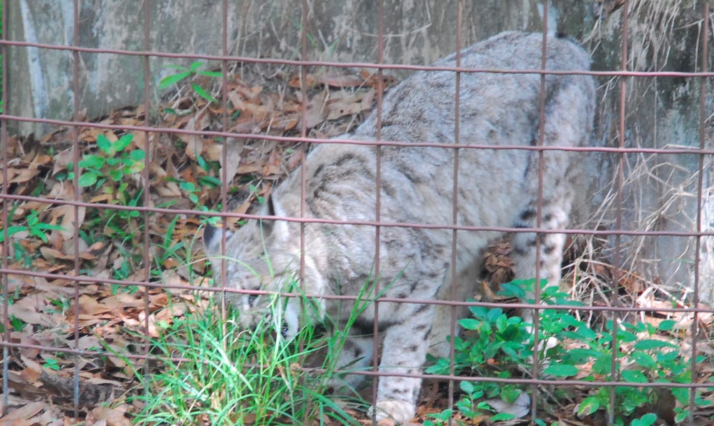 Bobcat_BCR_Cropped_2_Bobcat_Hunting_Ban Bobcat_BCR_Cropped_2_Bobcat_Hunting_Ban