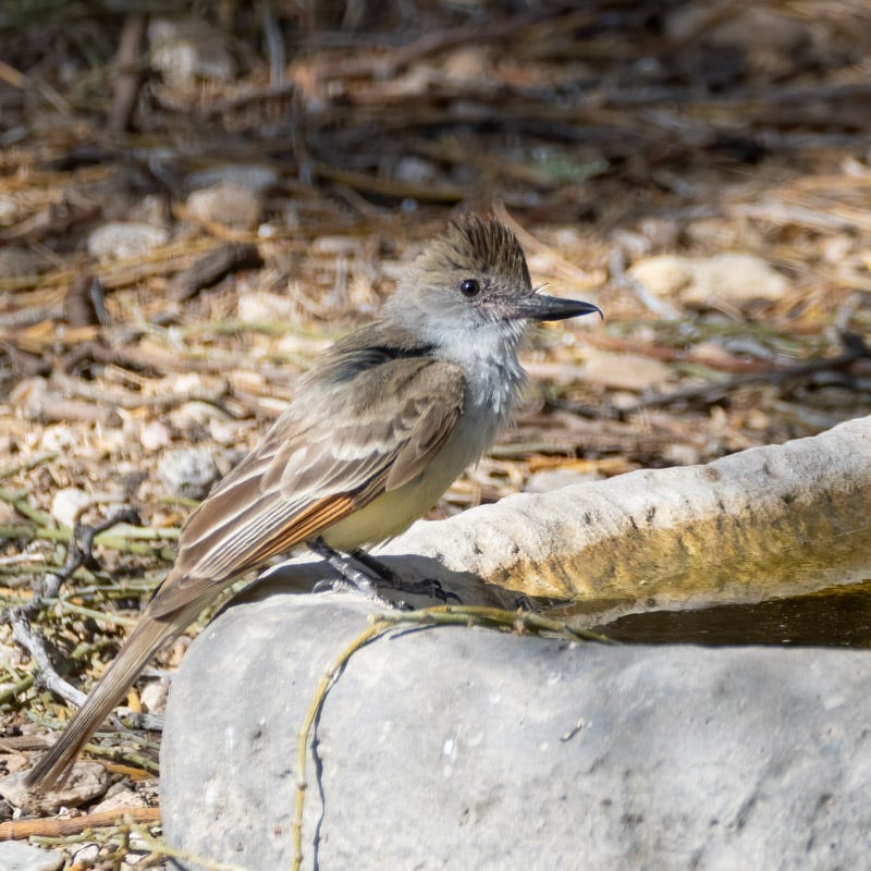 20250710-SantaGertrudis-41-Edit.jpg 20250710-SantaGertrudis-41-Edit.jpg