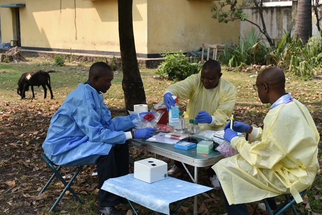 Laboratory technicians work on a portable PCR kit, and sheep graze in a grassy lot