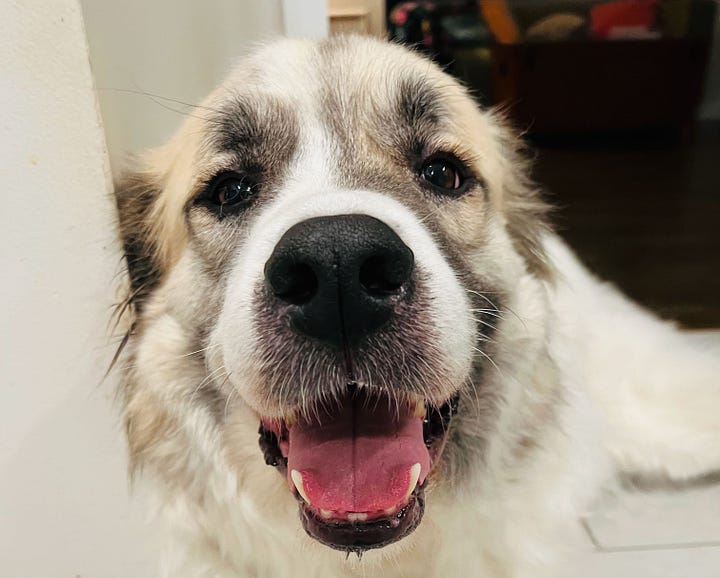 Great Pyrenees dog with a lady bug in his fur