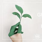 Genesis: Grondslag van die Evangelie